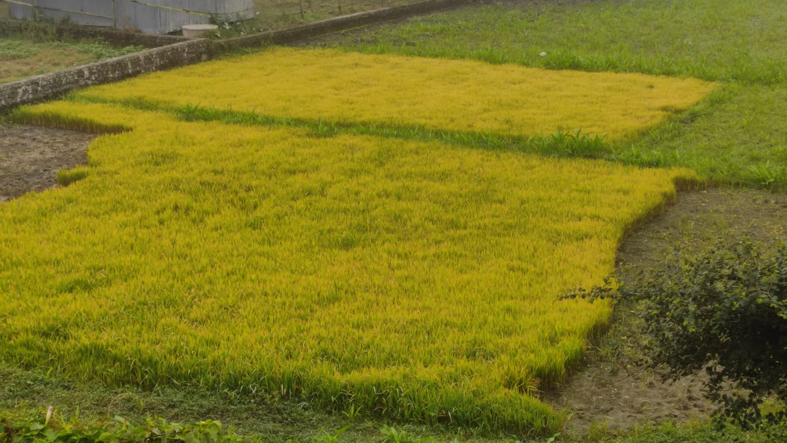 শীতে শেরপুরে নষ্ট হচ্ছে বোরোধানের বীজতলা : সংকট কৃষি শ্রমিকের